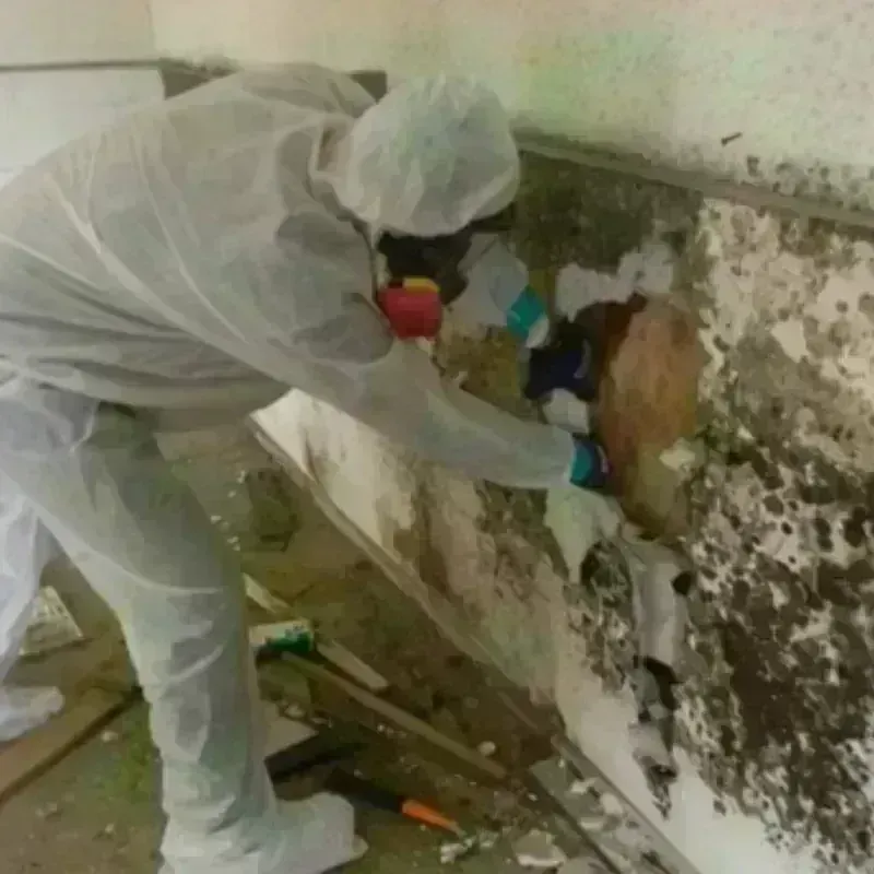 Mold Remediation and Removal in Marvell, AR